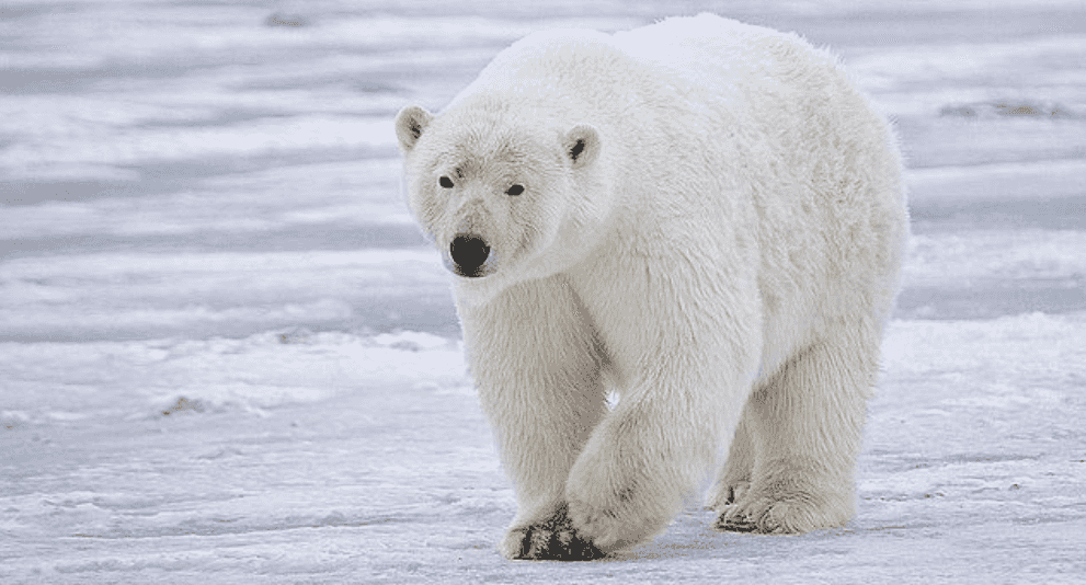 The Rise of 'Grolar Bears': Hybrid Species in a Warming World