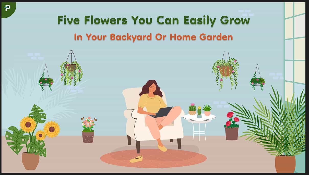 Five Flowers You Can Easily Grow in Your Backyard or Home Garden