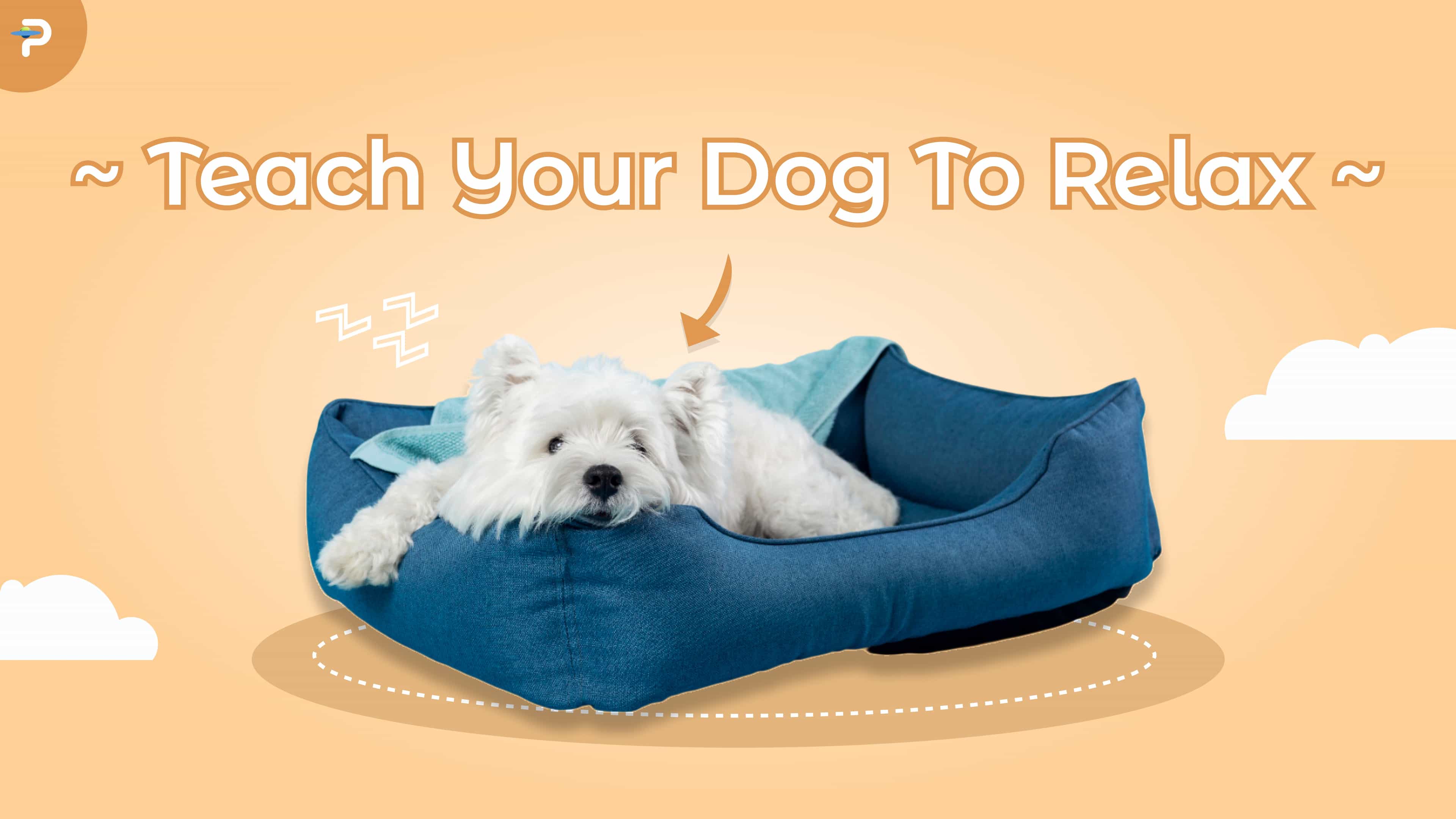 Building the Ultimate "Calm Kit" for Your High-Energy Dog