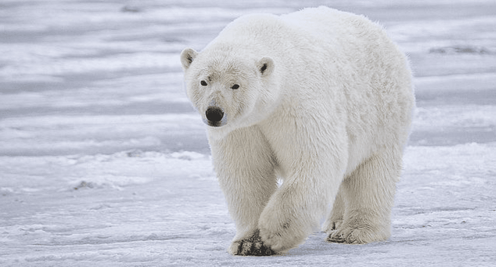 the-rise-of-grolar-bears-hybrid-species-in-a-warming-world