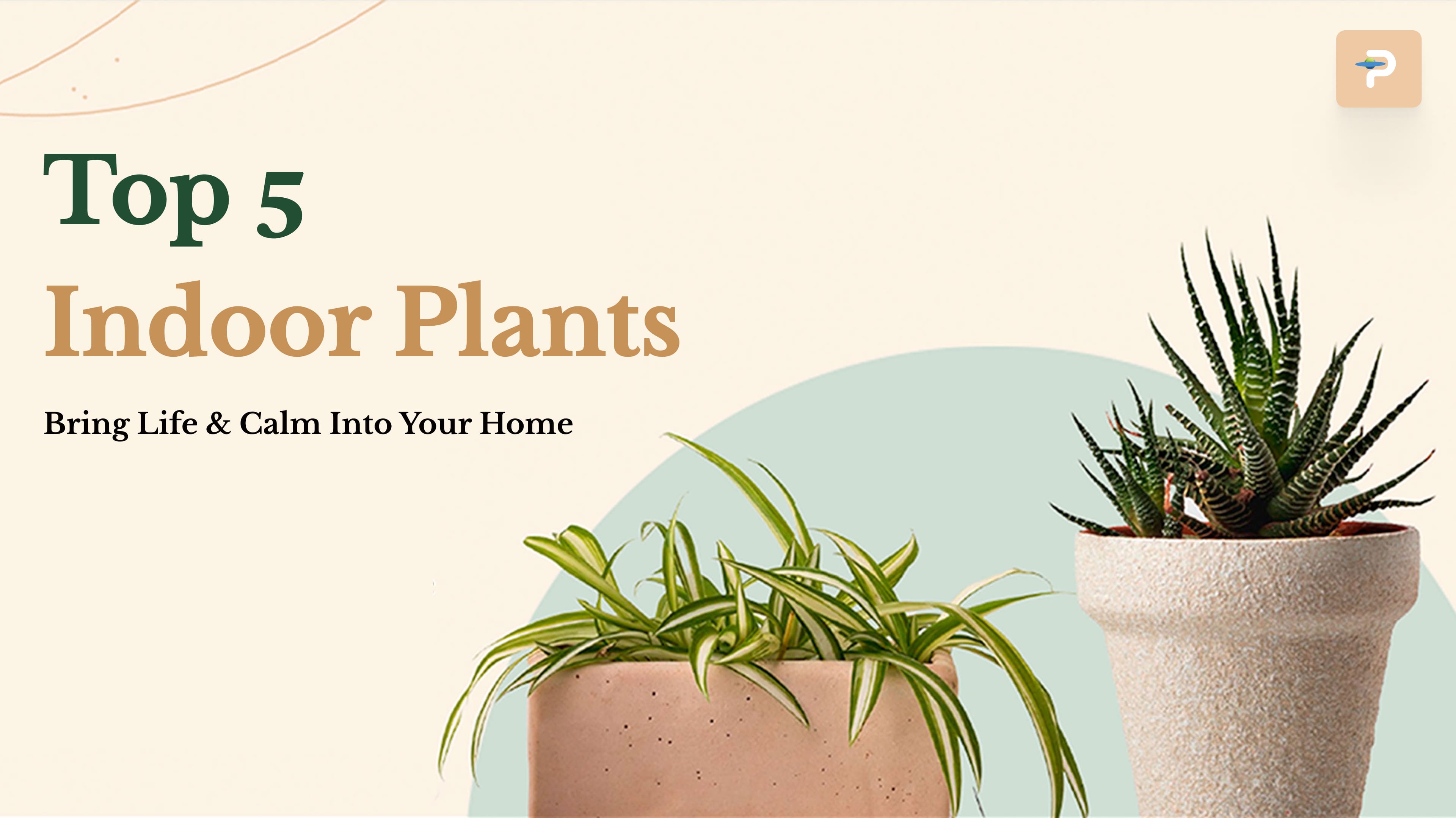 Top 5 Indoor Plants to Bring Life and Calm Into Your Home