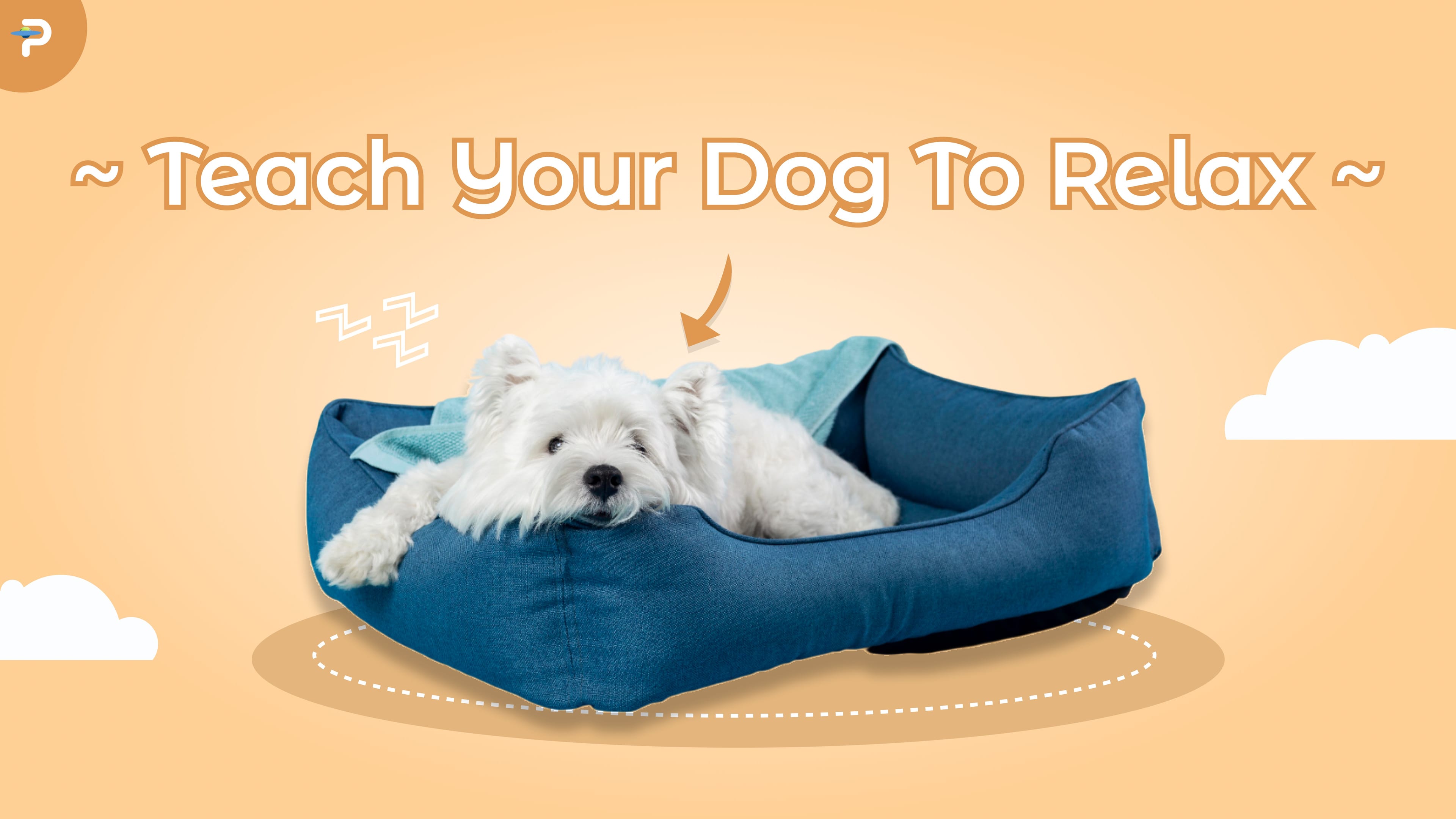 Building the Ultimate "Calm Kit" for Your High-Energy Dog